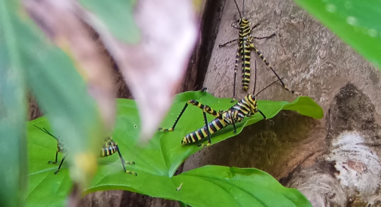 caminata-por-la-naturaleza-del-parque-de-chalo-en-1
