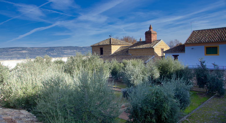 Rota da Oliveira: Museu e Workshop de Prova de Azeite Espanha — #3