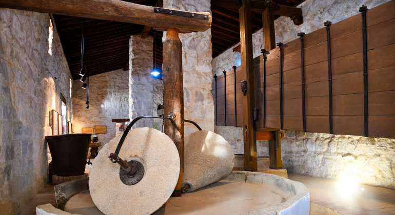 Rota da Oliveira: Museu e Workshop de Prova de Azeite Espanha — #4