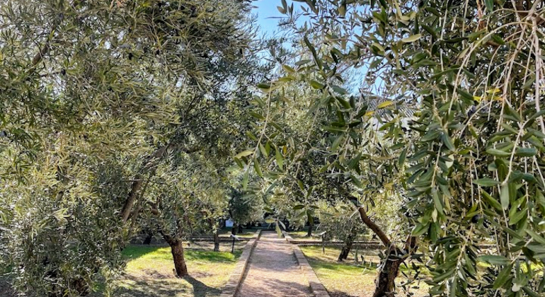 Rota da Oliveira: Museu e Workshop de Prova de Azeite Espanha — #5