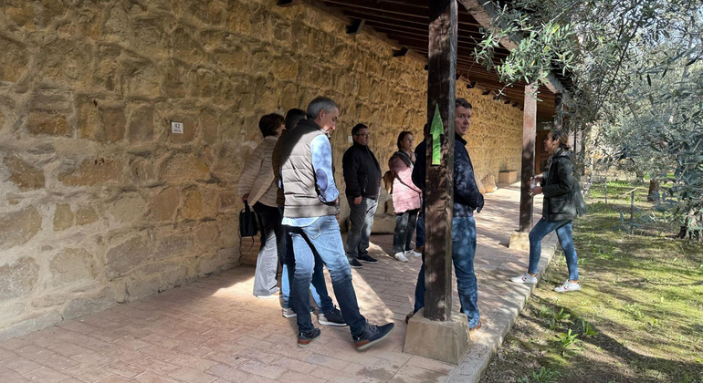 Rota da Oliveira: Museu e Workshop de Prova de Azeite Espanha — #6