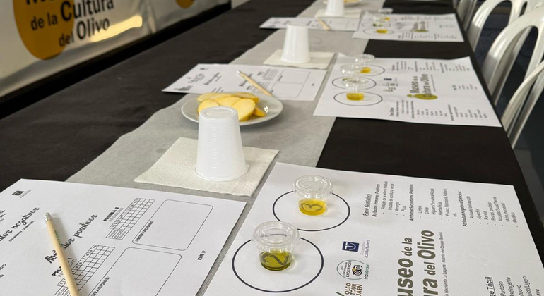 Rota da Oliveira: Museu e Workshop de Prova de Azeite Espanha — #7