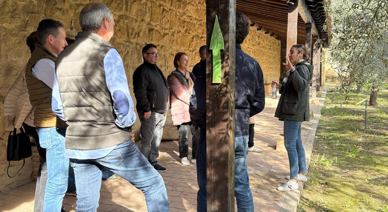 Rota da Oliveira: Museu e Workshop de Prova de Azeite Espanha — #8