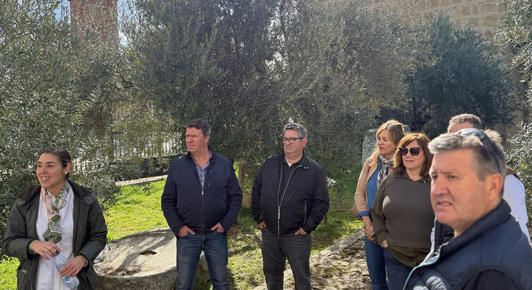 Rota da Oliveira: Museu e Workshop de Prova de Azeite Espanha — #10
