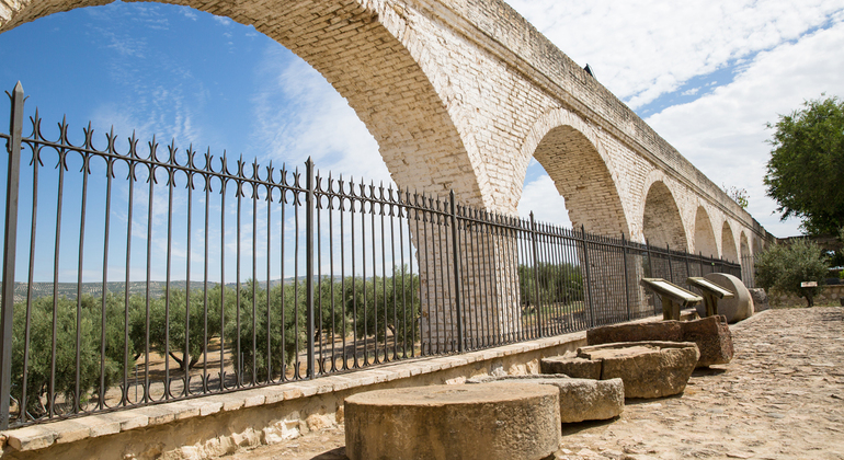 Rota da Oliveira: Museu e Workshop de Prova de Azeite Espanha — #17