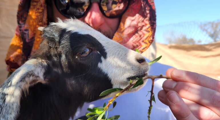 Safari en Quad por Agadir: Cabras, Arboles y té Bereber Marruecos — #6