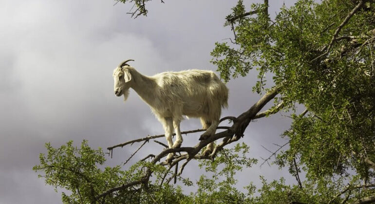 Agadir Quad Biking & Crocoparc Experience Morocco — #2