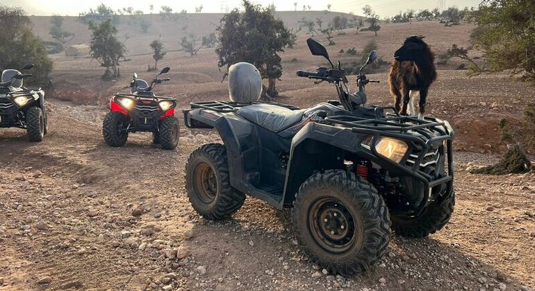 Agadir Quad Biking & Crocoparc Experience Morocco — #5