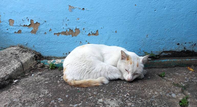 Tour originale di Bangkok: Fiume e cibo di Thonburi Tailandia &mdash; #31