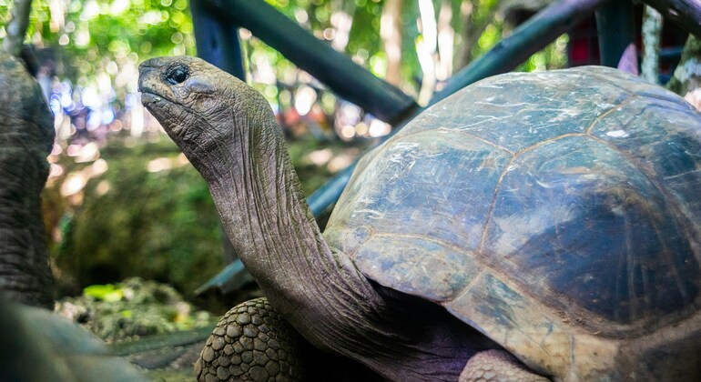 Découvrez les secrets de l'île prison Fournie par Muhuzi Mbarouk Muhuzi