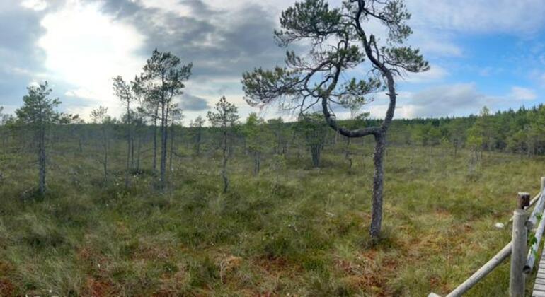 Viaje por Carretera en Busca de Naturaleza y Vida Salvaje Letonia — #1