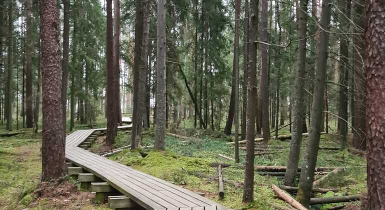 Viaje por Carretera en Busca de Naturaleza y Vida Salvaje Letonia — #2