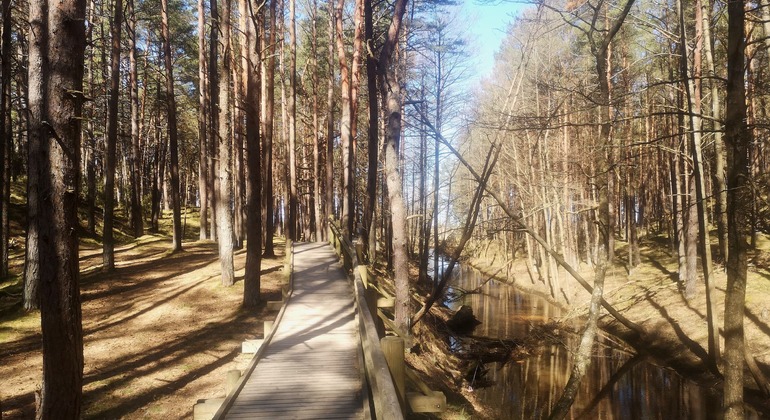 Viaje por Carretera en Busca de Naturaleza y Vida Salvaje Letonia — #3