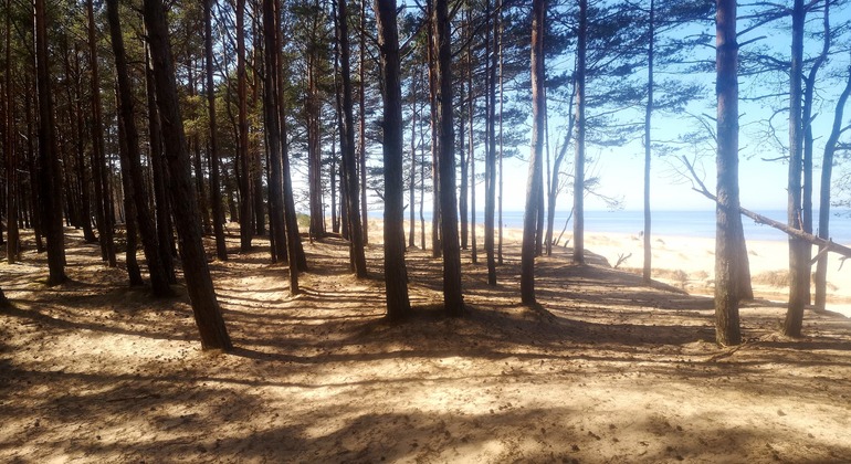 Viaje por Carretera en Busca de Naturaleza y Vida Salvaje Letonia — #4