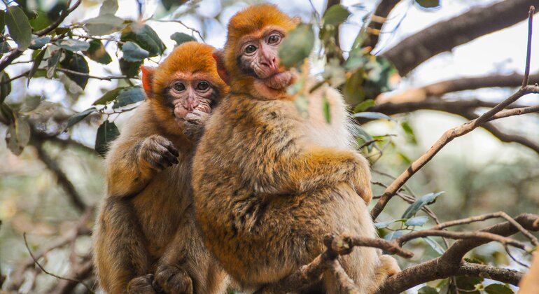 Excursion d'une journée de Fès au désert du Sahara Maroc &mdash; #6