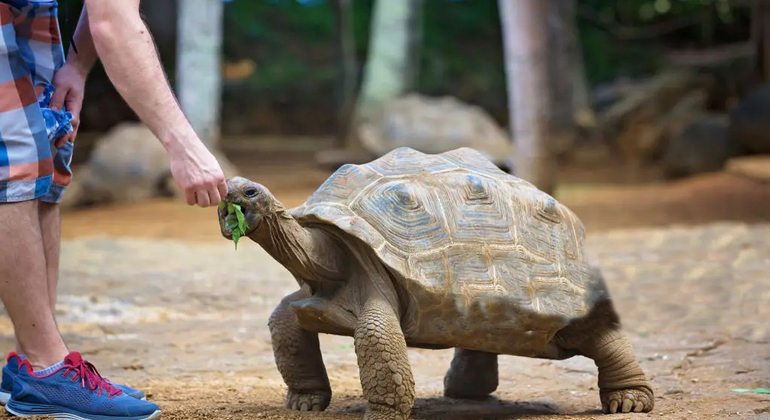 Explorar a Ilha Prisão e relaxar no banco de areia de Nakupenda Tanzânia — #3