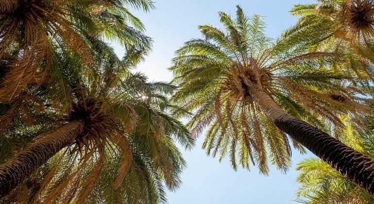 discover-preveli-the-palm-beach-of-chania-es-1