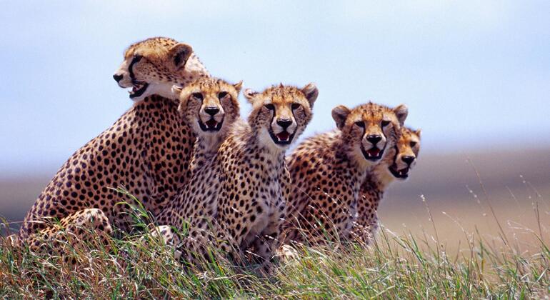 Walking Safari in Arusha National Park