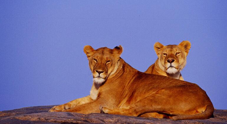 Safari a pie por el Parque Nacional de Arusha Tanzania — #2