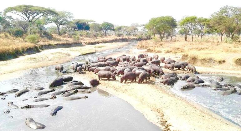Safari a pie por el Parque Nacional de Arusha Tanzania — #3