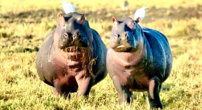 Safari a pie por el Parque Nacional de Arusha Tanzania — #4