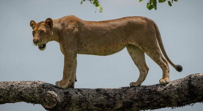 Safari a pie por el Parque Nacional de Arusha Tanzania — #5