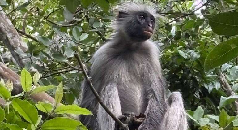 Aventura en la Selva de Jozani: Conozca a los Monos Colobos Rojos Tanzania — #2