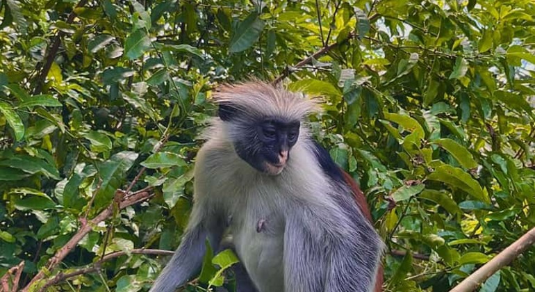 Aventura en la Selva de Jozani: Conozca a los Monos Colobos Rojos Tanzania — #3