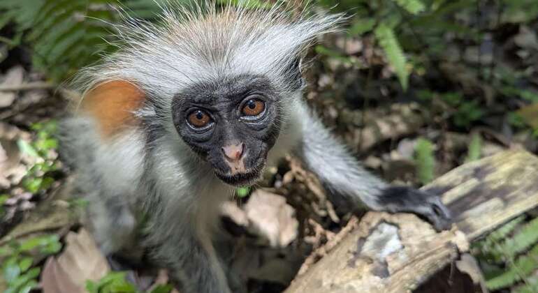 Aventura en la Selva de Jozani: Conozca a los Monos Colobos Rojos Tanzania — #4