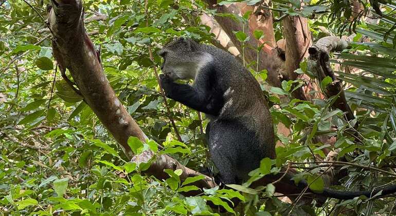 Aventura en la Selva de Jozani: Conozca a los Monos Colobos Rojos Tanzania — #5
