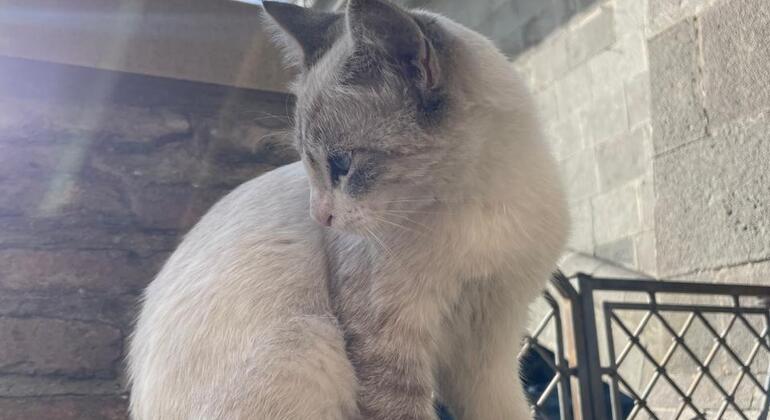 Leggende, vino e balconi: Tour a piedi della vecchia Tbilisi Georgia &mdash; #10