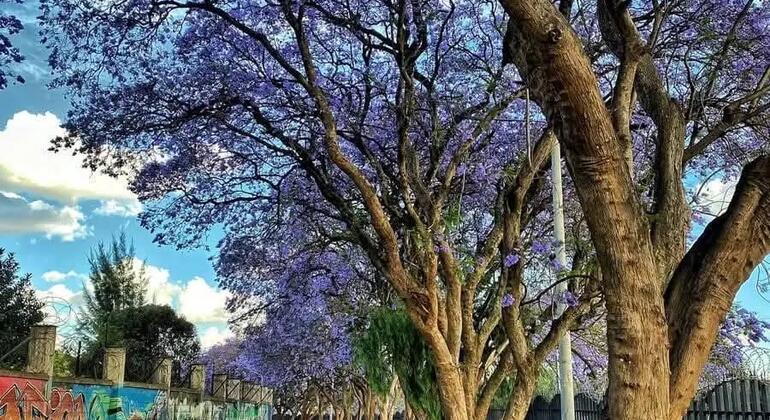 Nairobi zu Fuß entdecken: Jede Ecke erzählt eine Geschichte Kenia — #2