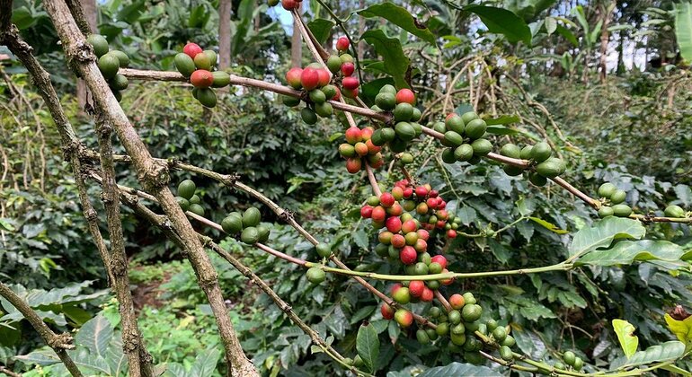 Village Flavors : Café, cuisine et contes de fées Tanzanie — #12