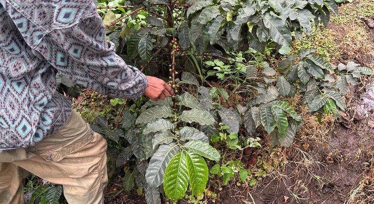 Village Flavors : Café, cuisine et contes de fées Tanzanie — #18