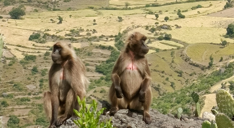 Day Tour to Debrelibanos, Blunile Gorge & Portuguese Bridge Ethiopia &mdash; #7