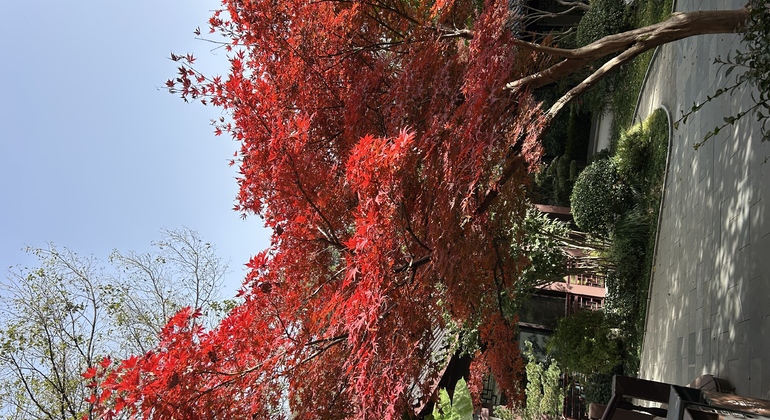 Hangzhou Free Tour: Explorar el Templo Faxi China — #26