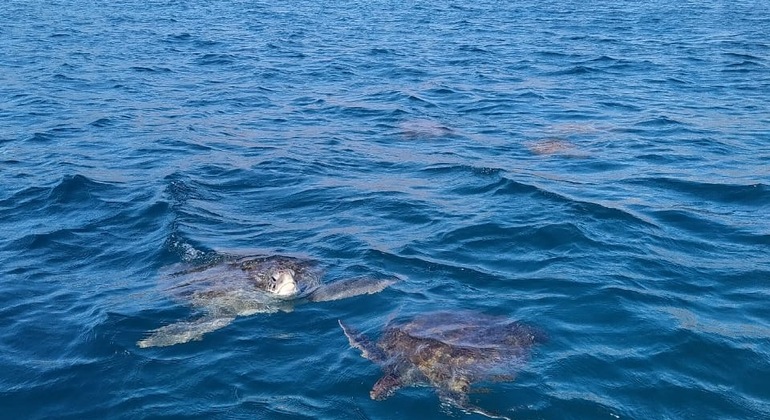 Sao Vicente: Esnórquel con Tortugas Operado por Priscila Barbosa