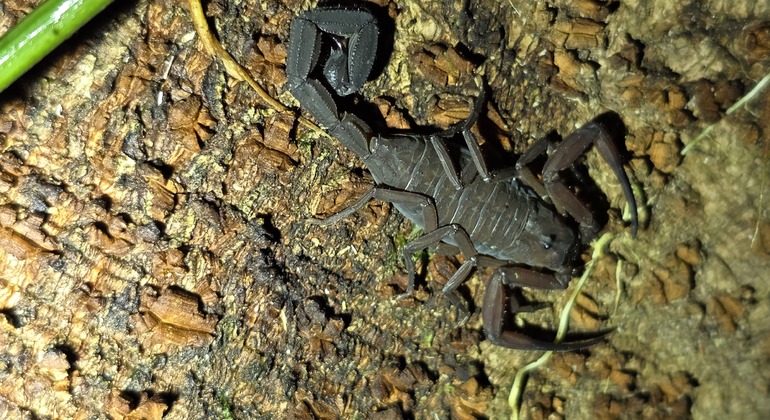 tour-nocturno-el-despertar-de-la-vida-salvaje-en-tocori-es-7