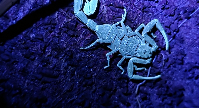 tour-nocturno-el-despertar-de-la-vida-salvaje-en-tocori-es-8