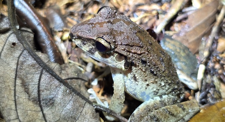 tour-nocturno-el-despertar-de-la-vida-salvaje-en-tocori-es-9