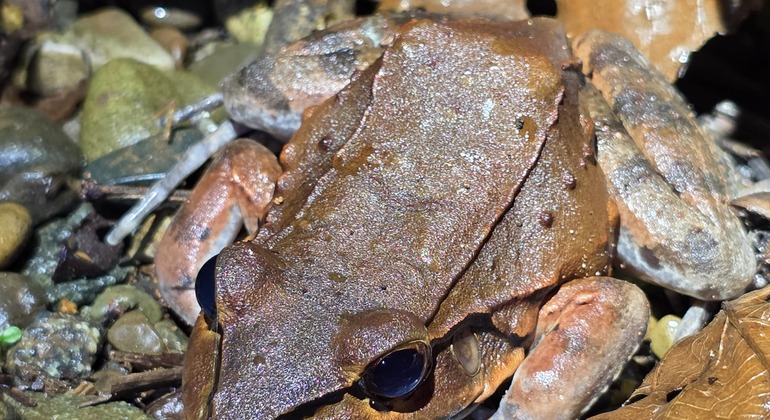 tour-nocturno-el-despertar-de-la-vida-salvaje-en-tocori-es-10