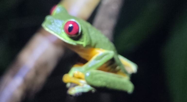 tour-nocturno-el-despertar-de-la-vida-salvaje-en-tocori-es-11