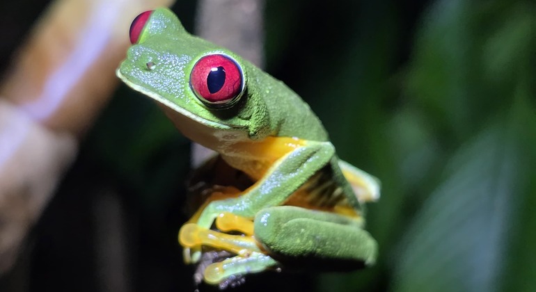 tour-nocturno-el-despertar-de-la-vida-salvaje-en-tocori-es-12