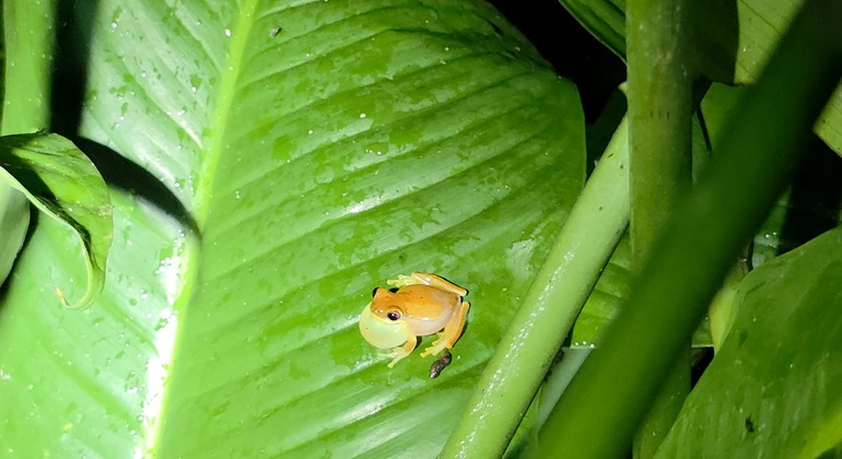 tour-nocturno-el-despertar-de-la-vida-salvaje-en-tocori-es-13