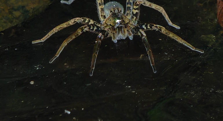 tour-nocturno-el-despertar-de-la-vida-salvaje-en-tocori-es-14