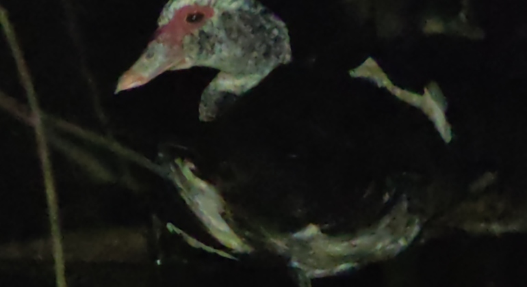 tour-nocturno-el-despertar-de-la-vida-salvaje-en-tocori-es-15