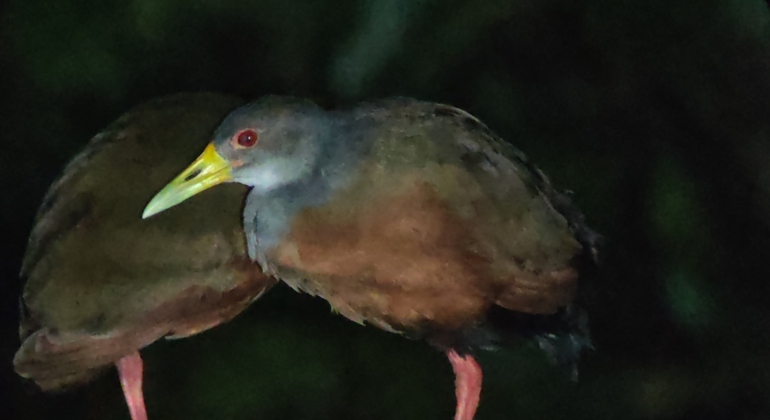 tour-nocturno-el-despertar-de-la-vida-salvaje-en-tocori-es-16