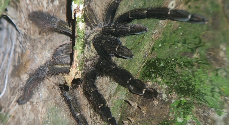 tour-nocturno-el-despertar-de-la-vida-salvaje-en-tocori-es-18