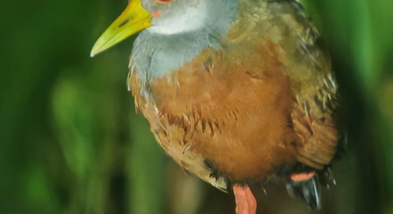 tour-nocturno-el-despertar-de-la-vida-salvaje-en-tocori-es-19