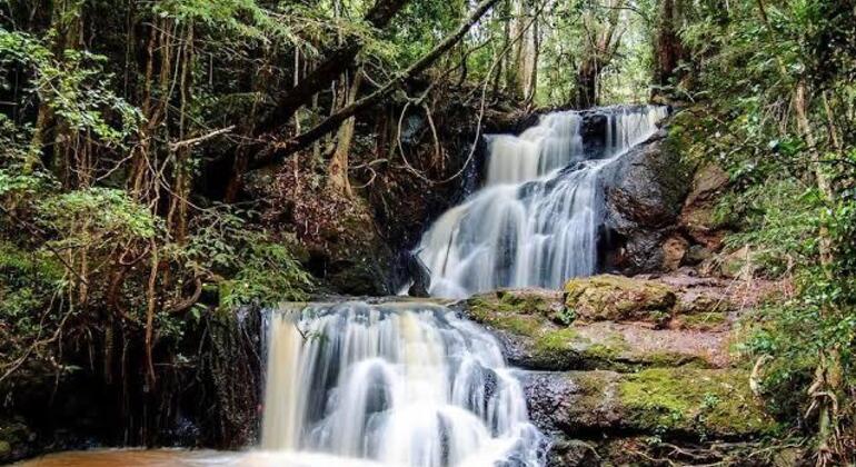 Karura-Wald: Spaziergang durch Nairobis Grünflächen Kenia — #4